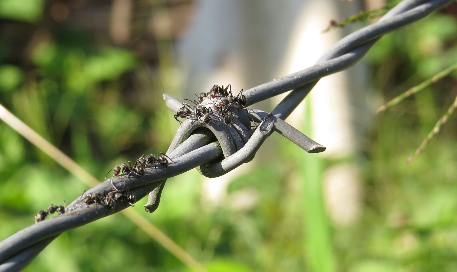Canon PowerShot SX50 HS sample photo. Insect, macro, anthill photography