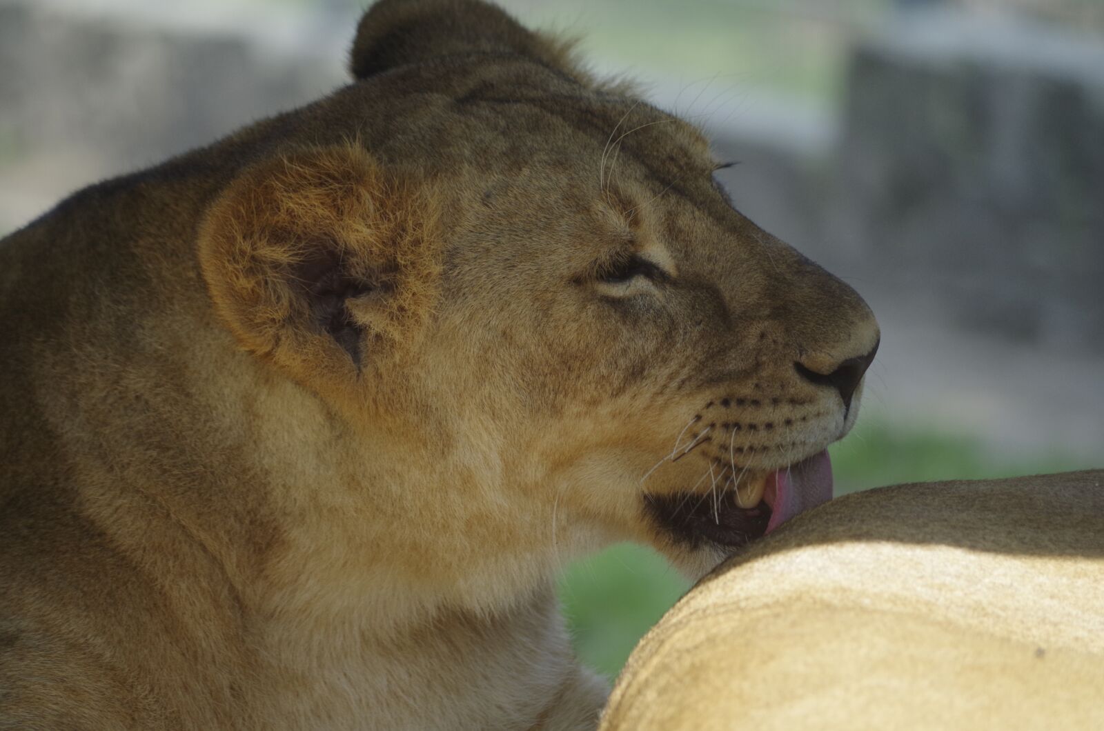 Pentax K-50 sample photo. Lion, beast, taking care photography