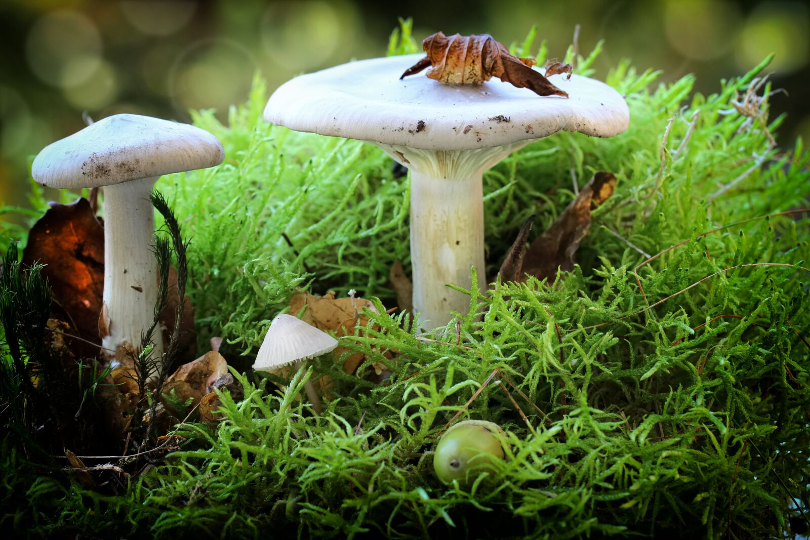 Canon EOS 600D (Rebel EOS T3i / EOS Kiss X5) sample photo. Mushrooms, white, lamellar photography