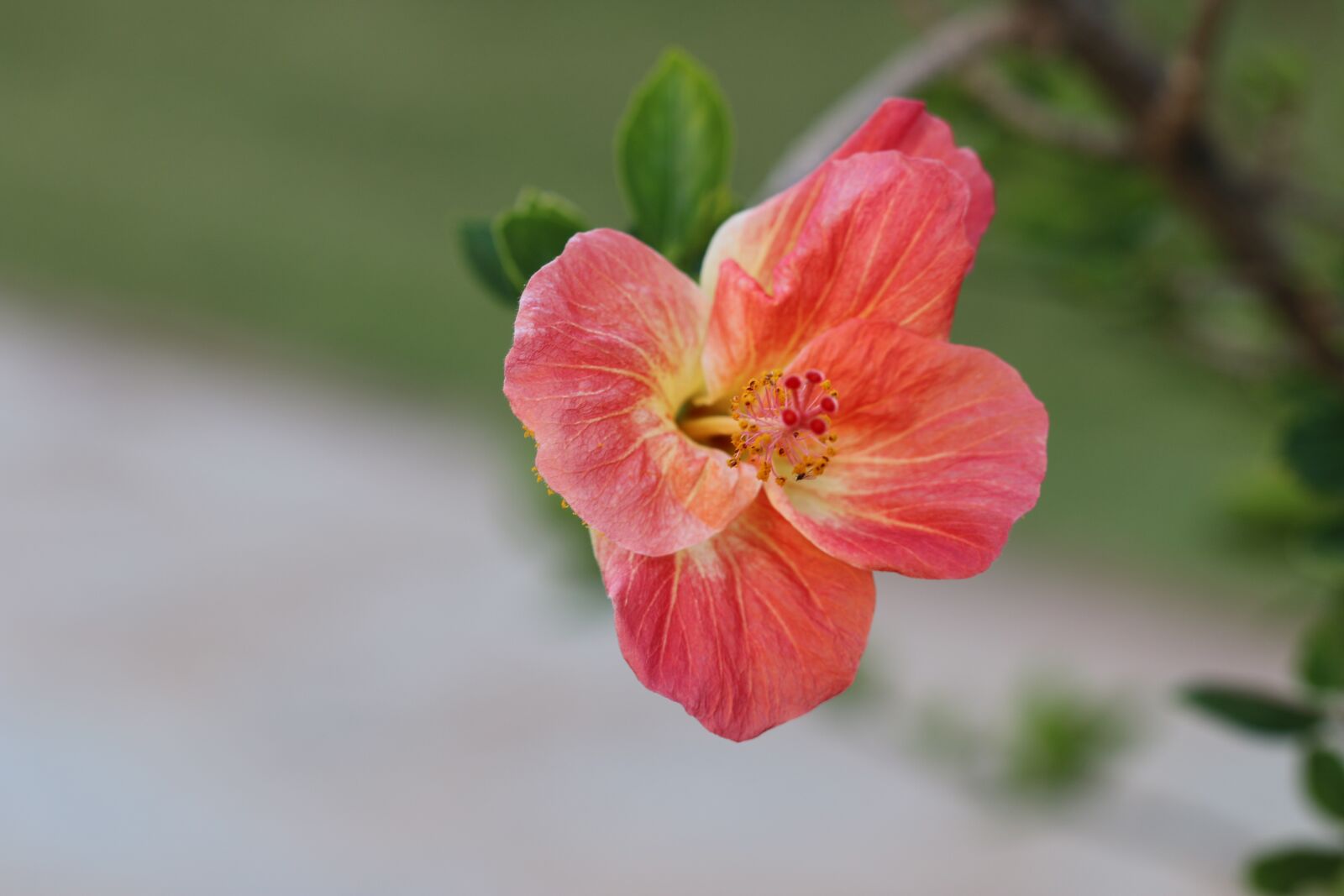 Canon EOS 70D + Canon EF 100mm F2.8 Macro USM sample photo. Flower, yellow, red photography