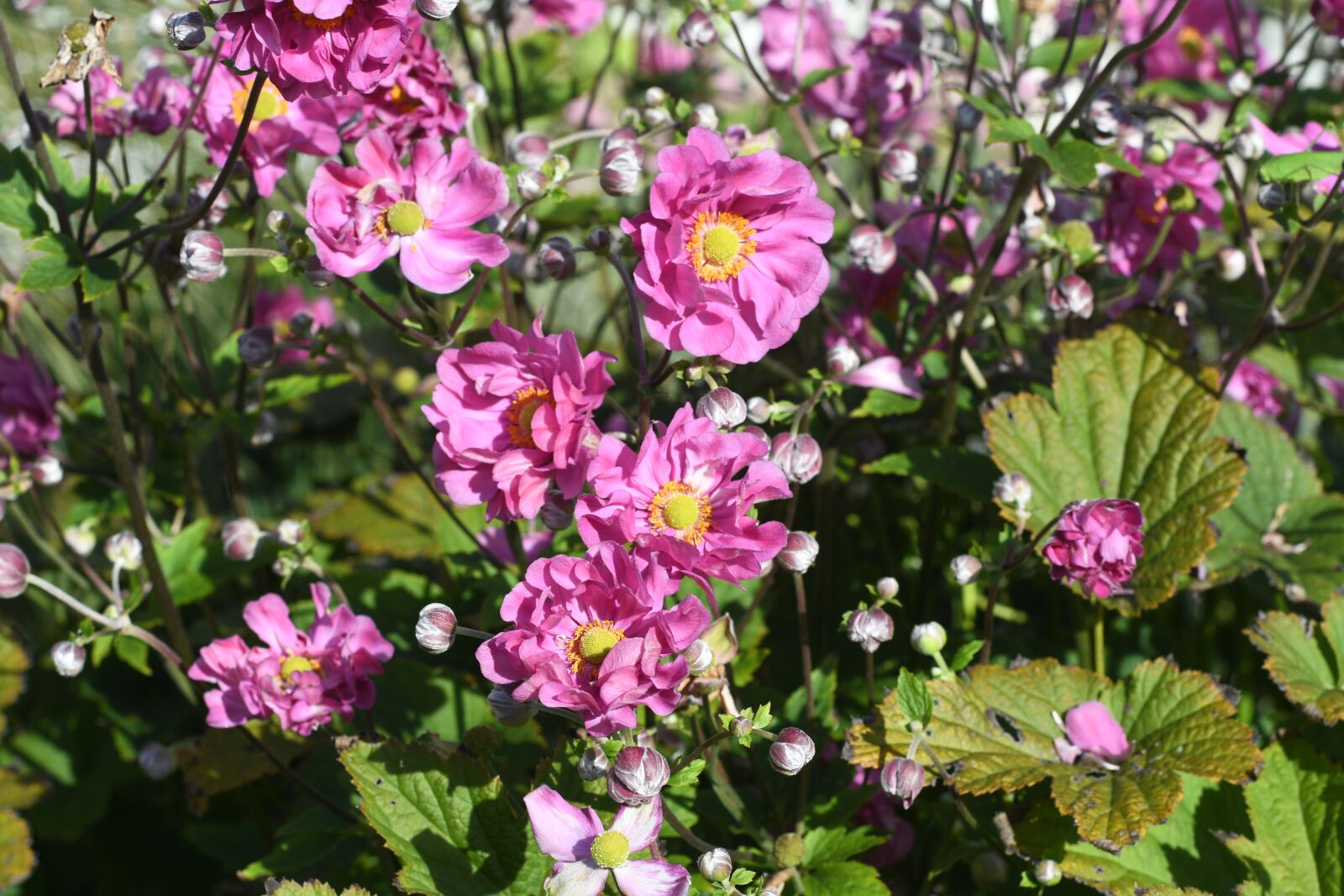 Nikon D7500 sample photo. Pink, flowers, summer photography
