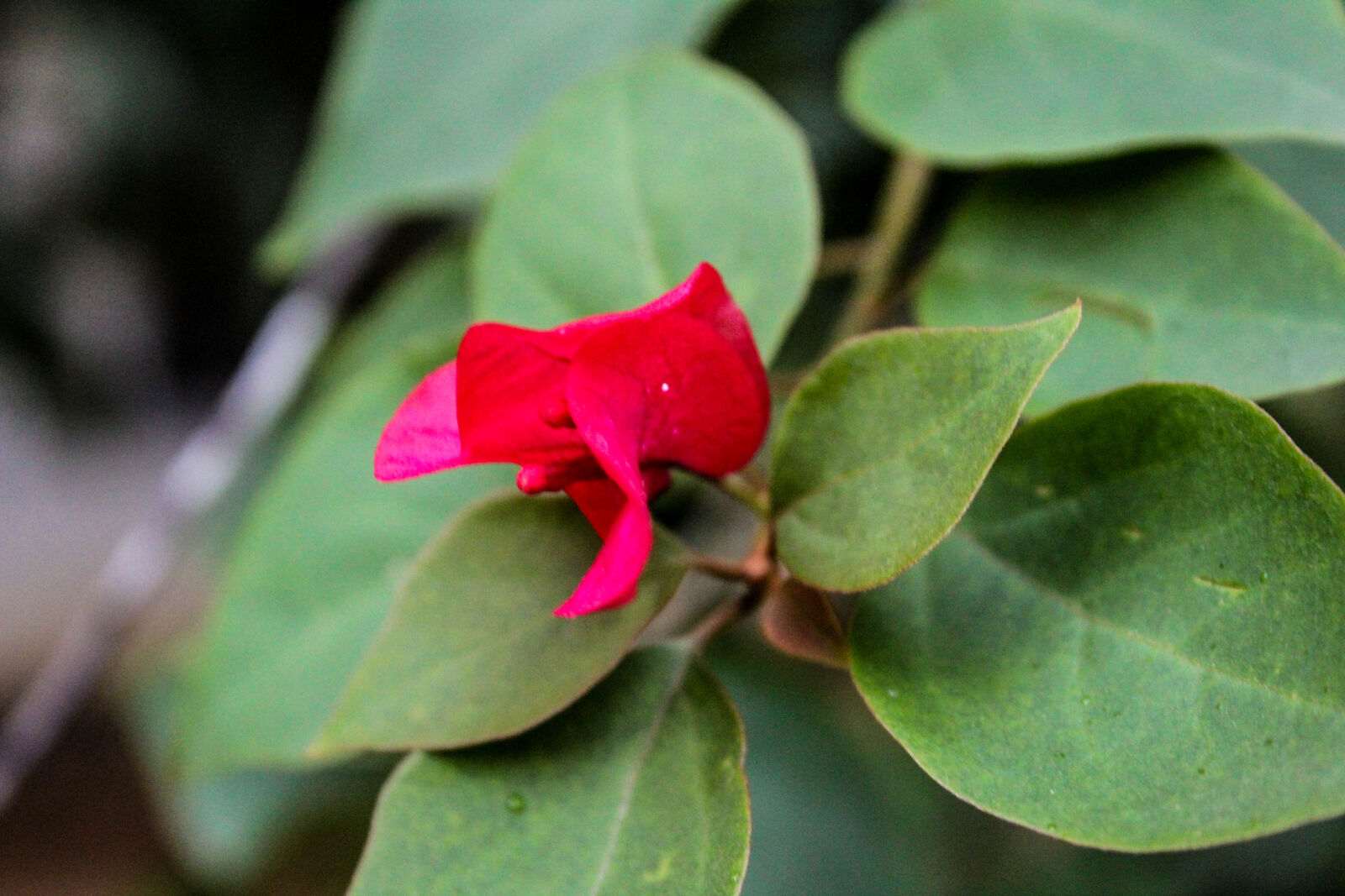 Canon EOS 1300D (EOS Rebel T6 / EOS Kiss X80) sample photo. Desktop, wallpaper, flowers, flowers photography