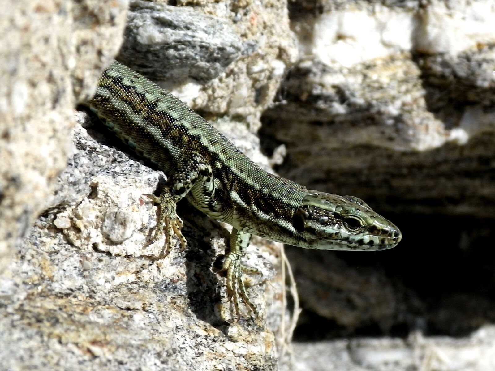 Pentax Optio W90 sample photo. Lizard, hir, close up photography