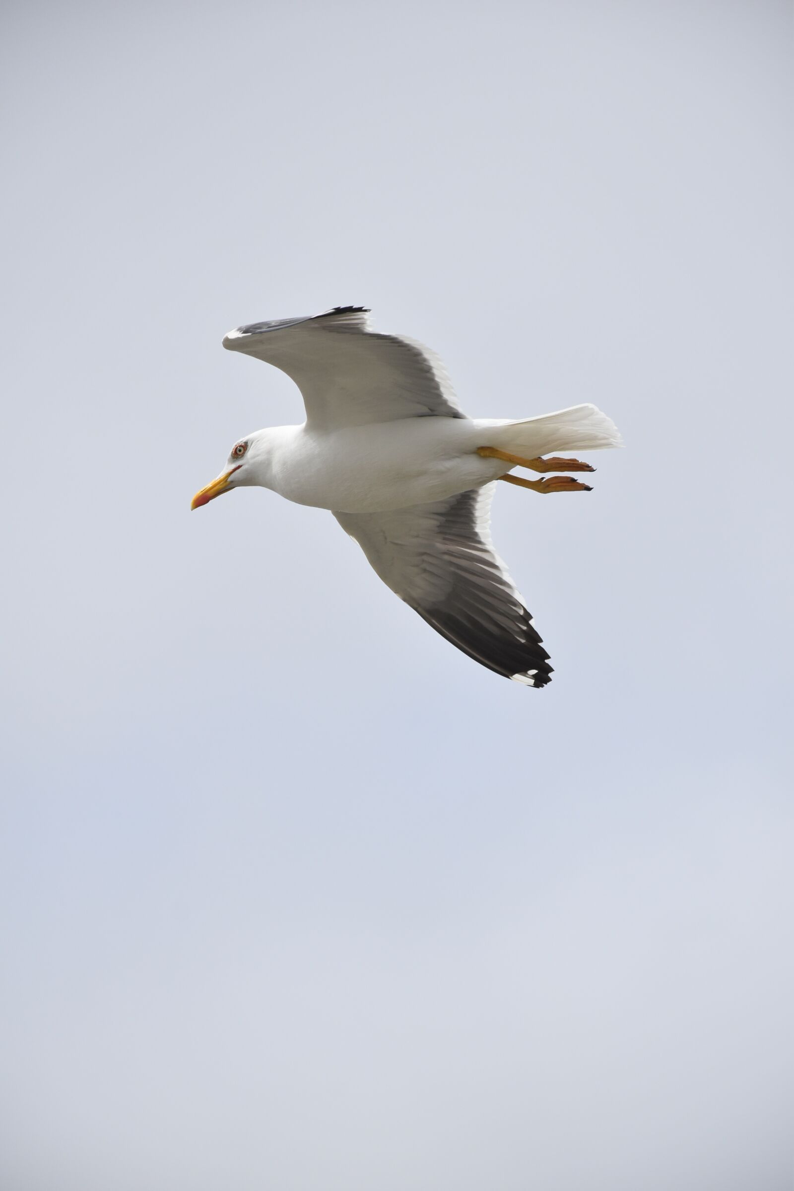 Nikon D5600 sample photo. Seagull, bird, wings photography
