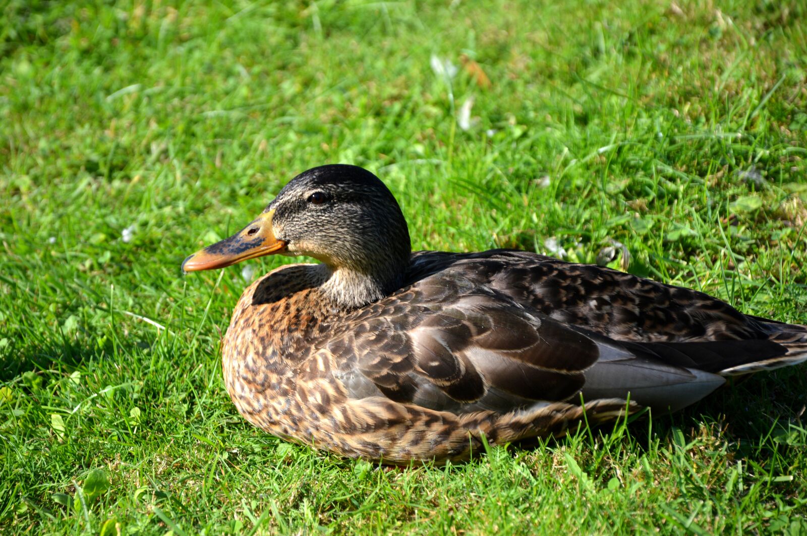 Nikon D3200 sample photo. Duck, animals, water bird photography