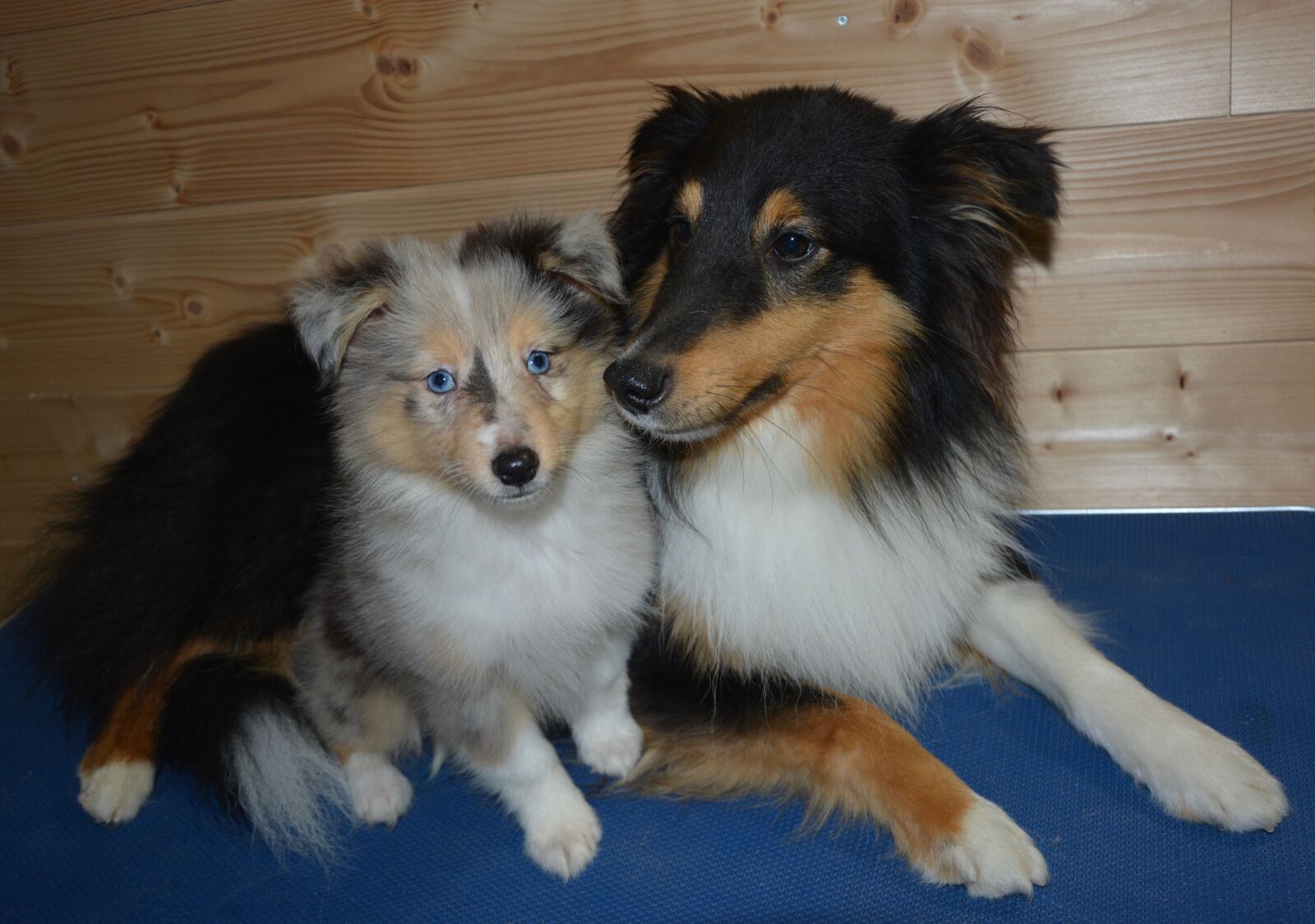Nikon D5200 sample photo. Dogs, pup, shetland sheepdog photography