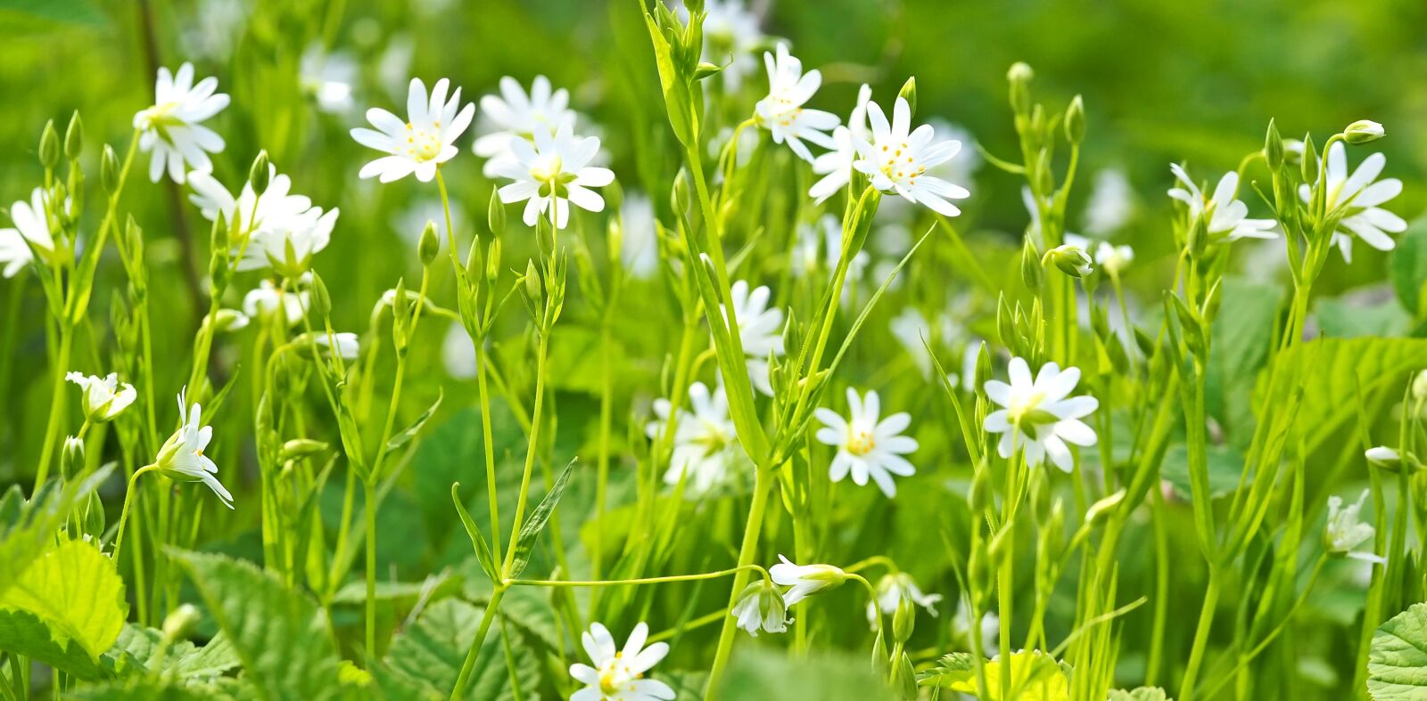 Olympus M.Zuiko Digital ED 60mm F2.8 Macro sample photo. Chickweed, programming, forest photography