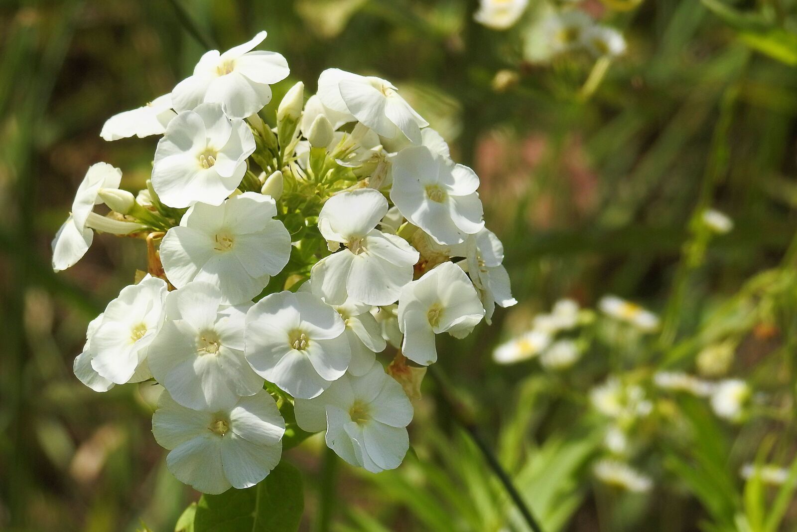 Nikon Coolpix P900 sample photo. Phlox, garden phlox, flower photography