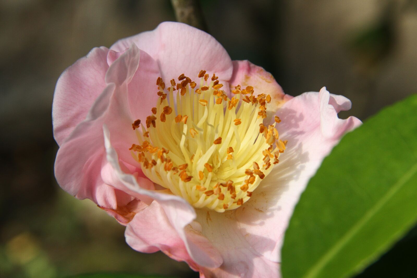 Canon EF-S 18-200mm F3.5-5.6 IS sample photo. Camellia pink, flower in photography
