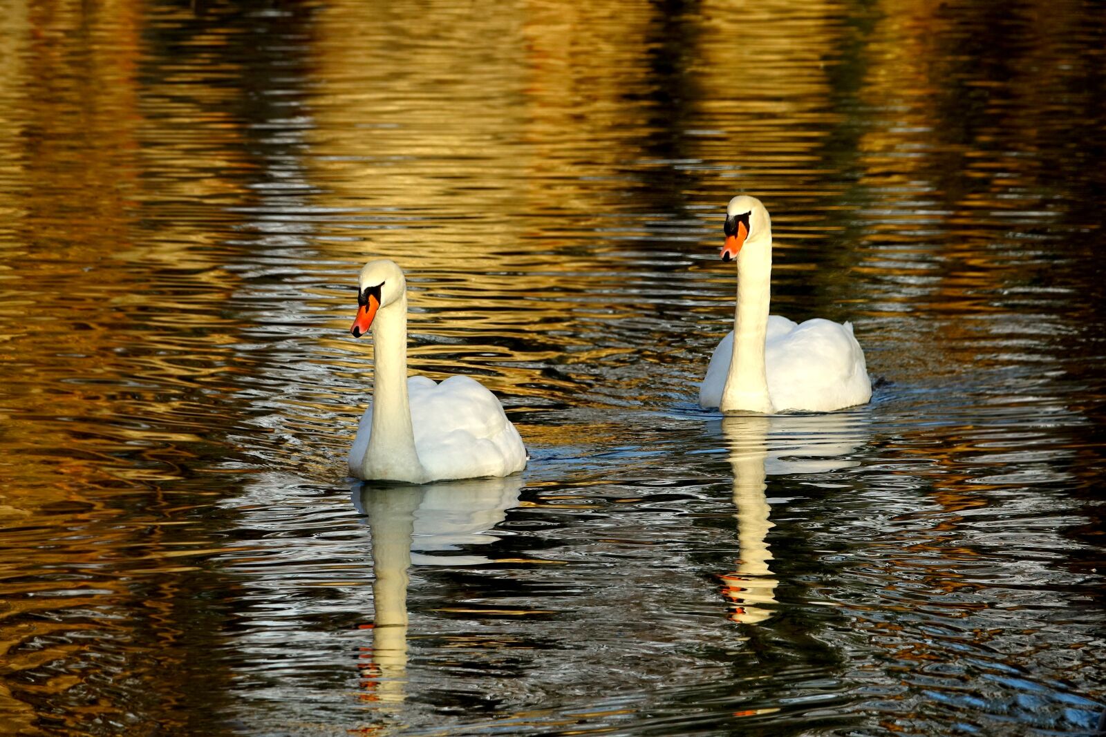 Sony Cyber-shot DSC-RX10 III sample photo. Swan, waters, lake photography