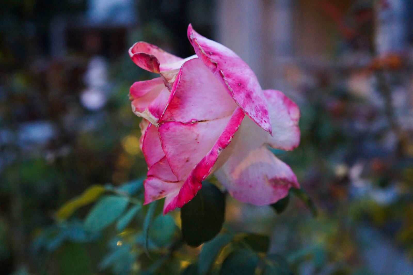 Sony Alpha a3000 + Sony E 18-55mm F3.5-5.6 OSS sample photo. Pink flower, roses, ro photography