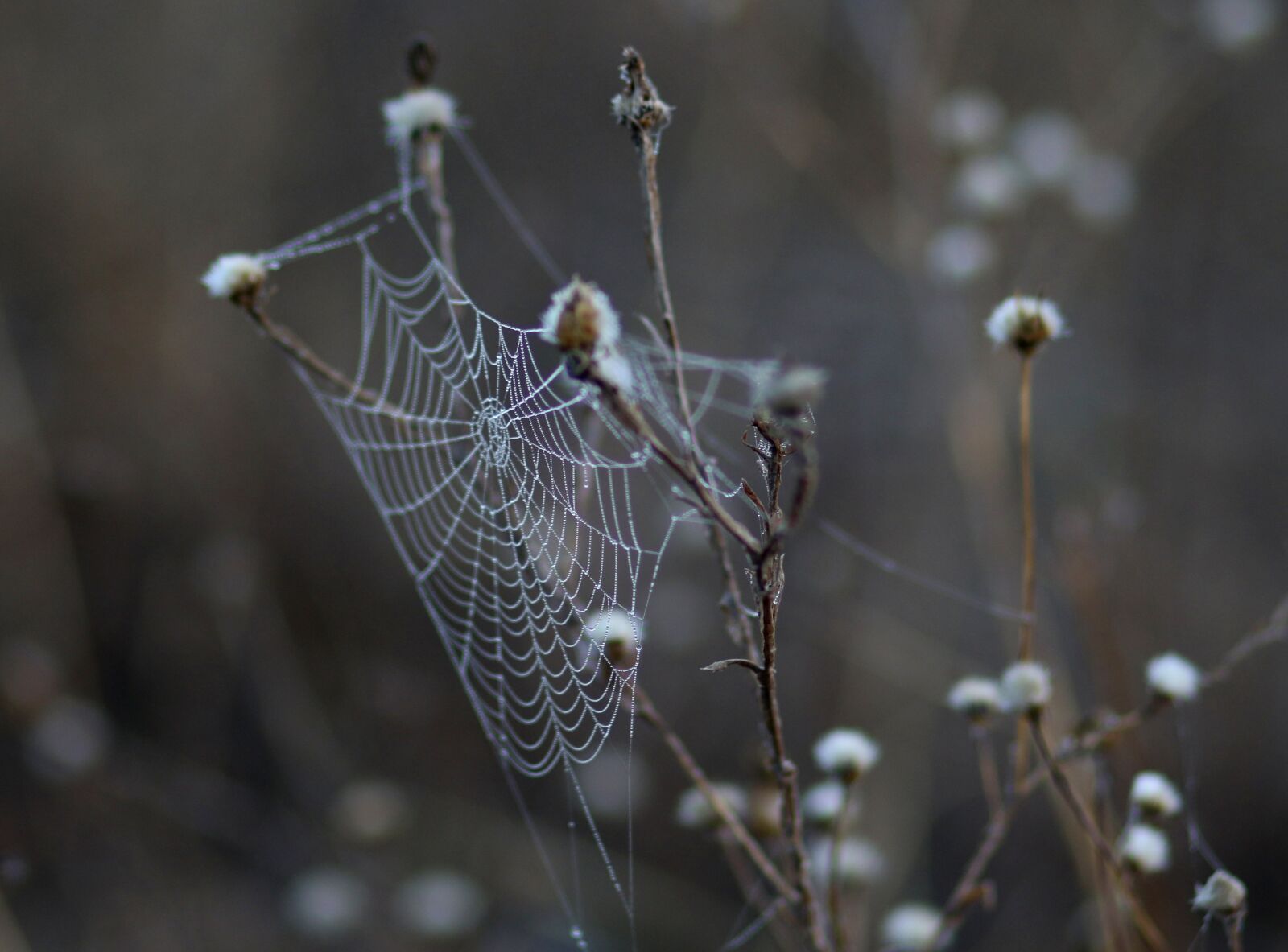 Canon EF 85mm F1.8 USM sample photo. Spider web, drops, dew photography