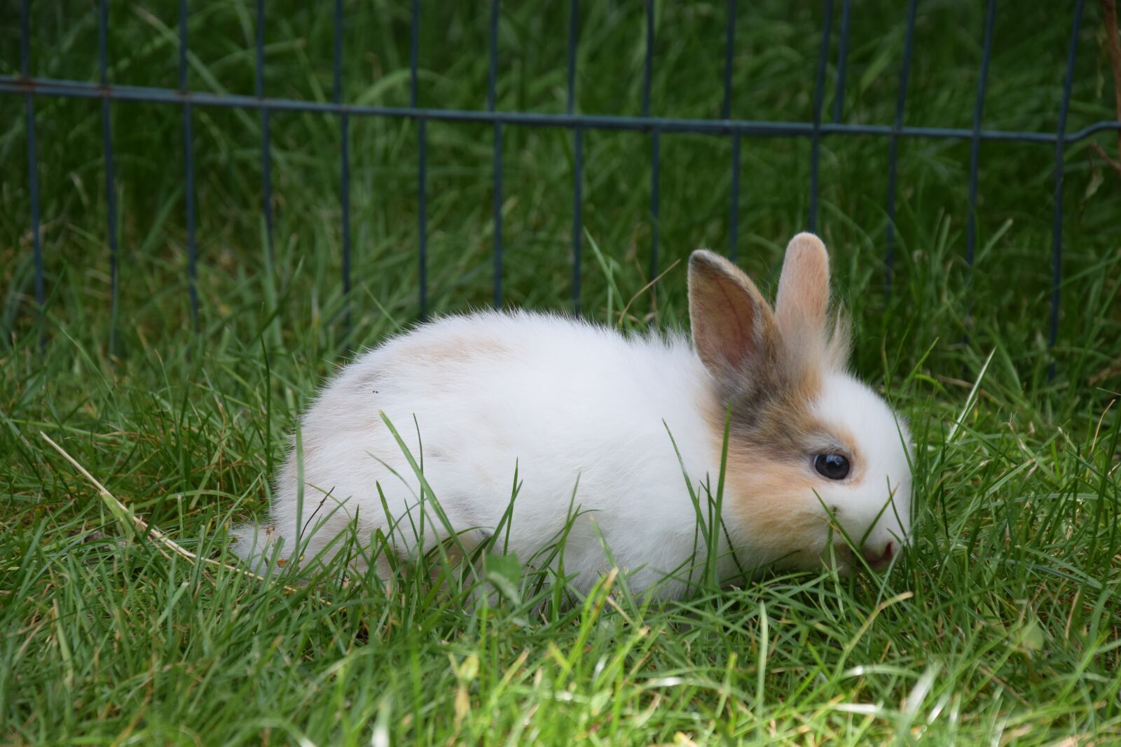 Nikon D5300 sample photo. Dwarf rabbit, rabbit, hare photography