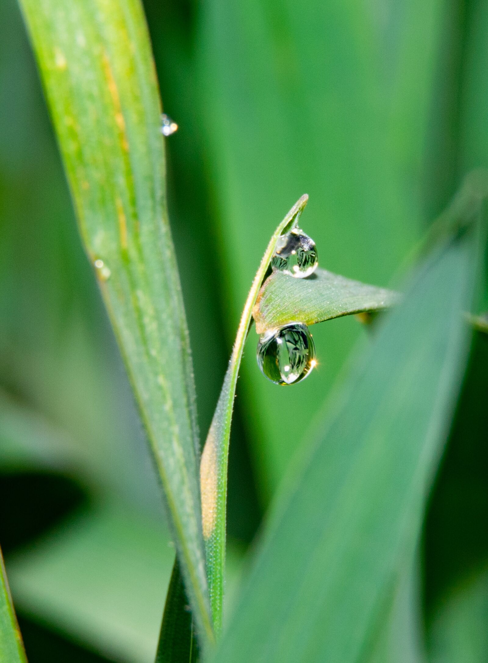Nikon D3300 sample photo. Wheat, dew, drop photography
