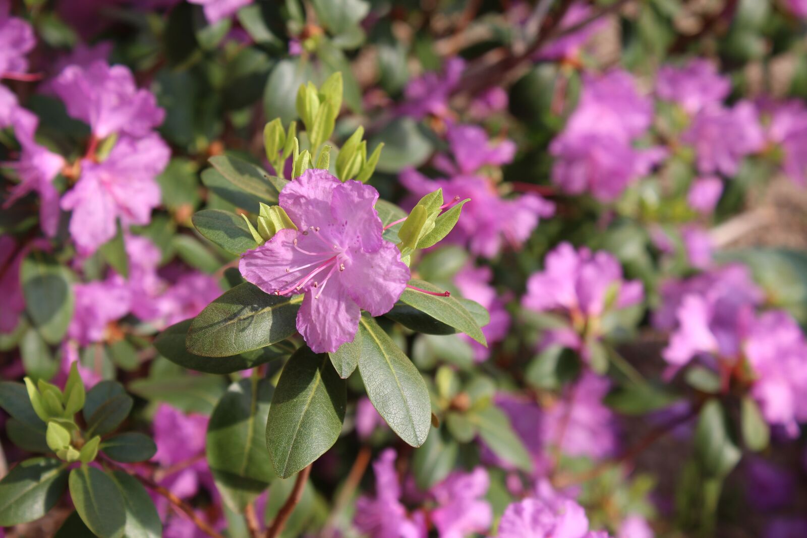 Canon EOS 1200D (EOS Rebel T5 / EOS Kiss X70 / EOS Hi) sample photo. Azalea, purple, pink photography