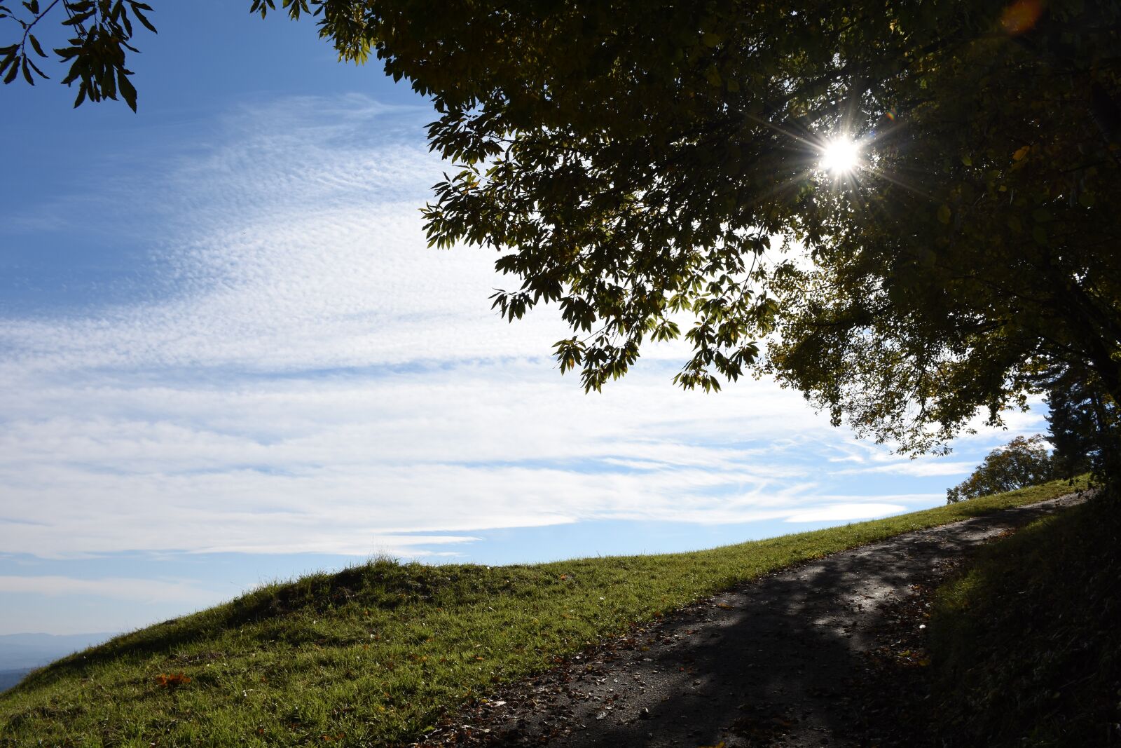 Nikon D7200 sample photo. Sun, leaves, tree photography