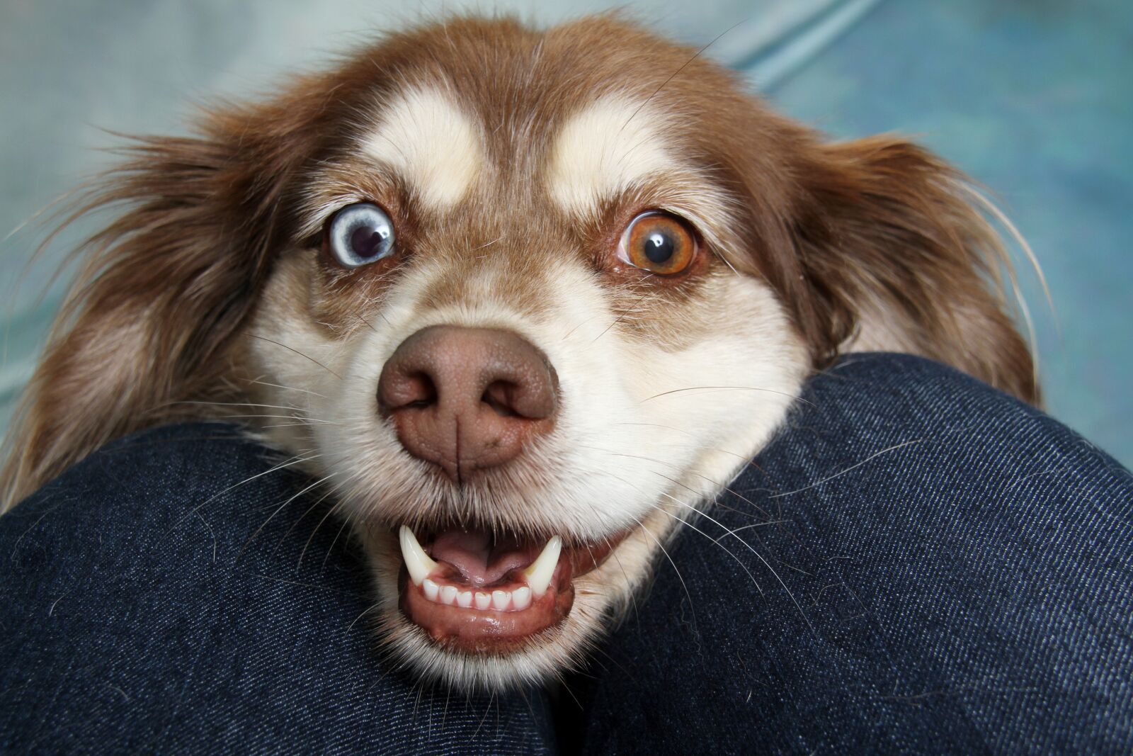 Canon EOS 7D sample photo. Dog, puppy, animal photography
