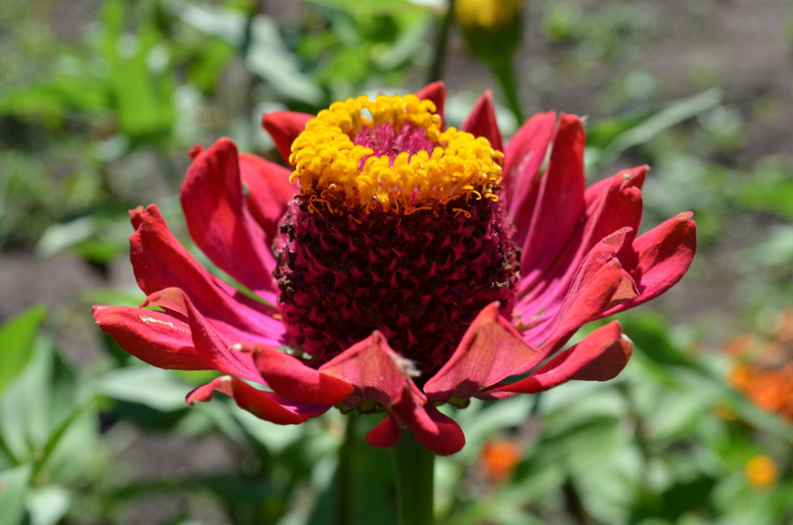 Nikon D5100 sample photo. Flower, red flower, maj photography