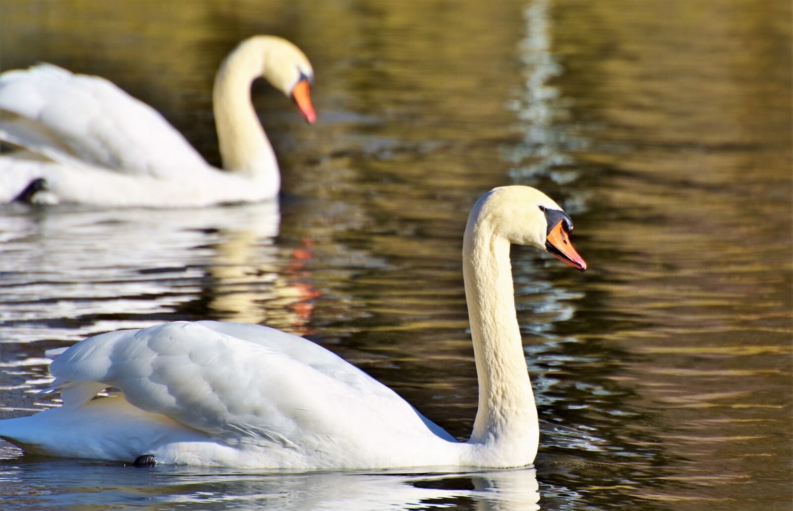 Nikon D7200 sample photo. Swan, water bird, schwimmvogel photography