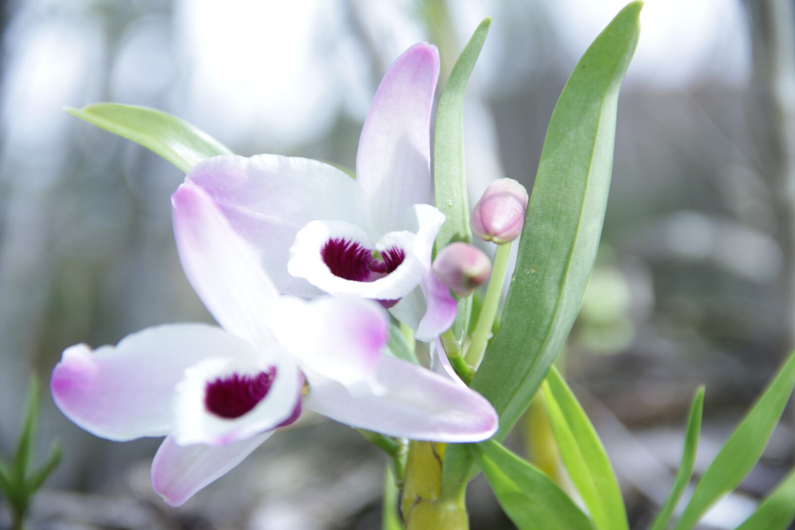 Canon EF-S 18-135mm F3.5-5.6 IS sample photo. Flower, orquidea, plant photography