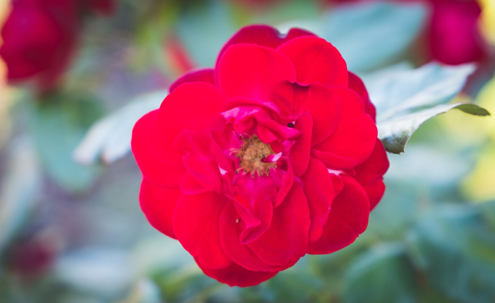 Fujifilm X-T2 sample photo. Rose, blossom, bloom photography