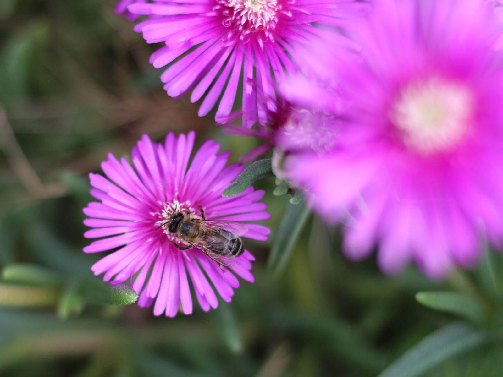 Canon EOS 700D (EOS Rebel T5i / EOS Kiss X7i) sample photo. Succulents, flowers, pink flower photography