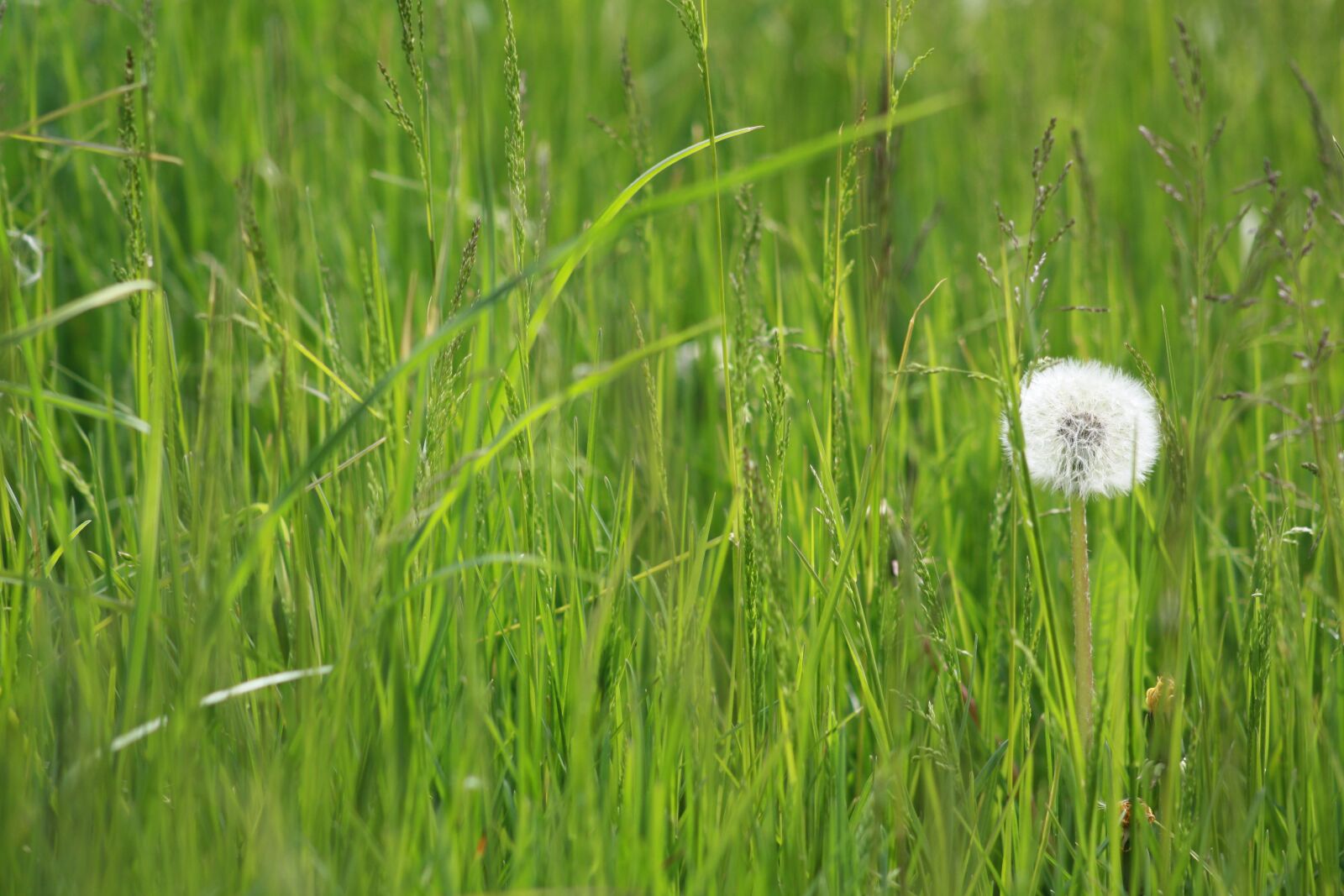 Canon EOS 450D (EOS Rebel XSi / EOS Kiss X2) sample photo. May, spring, meadow photography