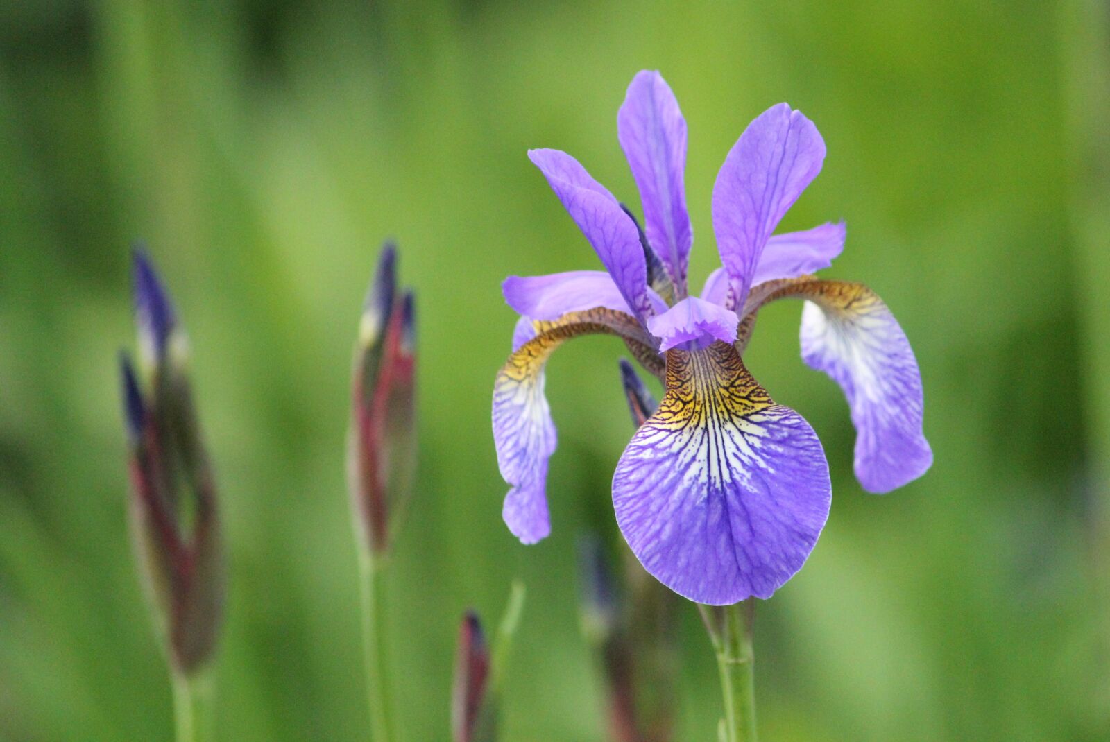 Canon EOS 550D (EOS Rebel T2i / EOS Kiss X4) sample photo. Iris, purple, plant photography