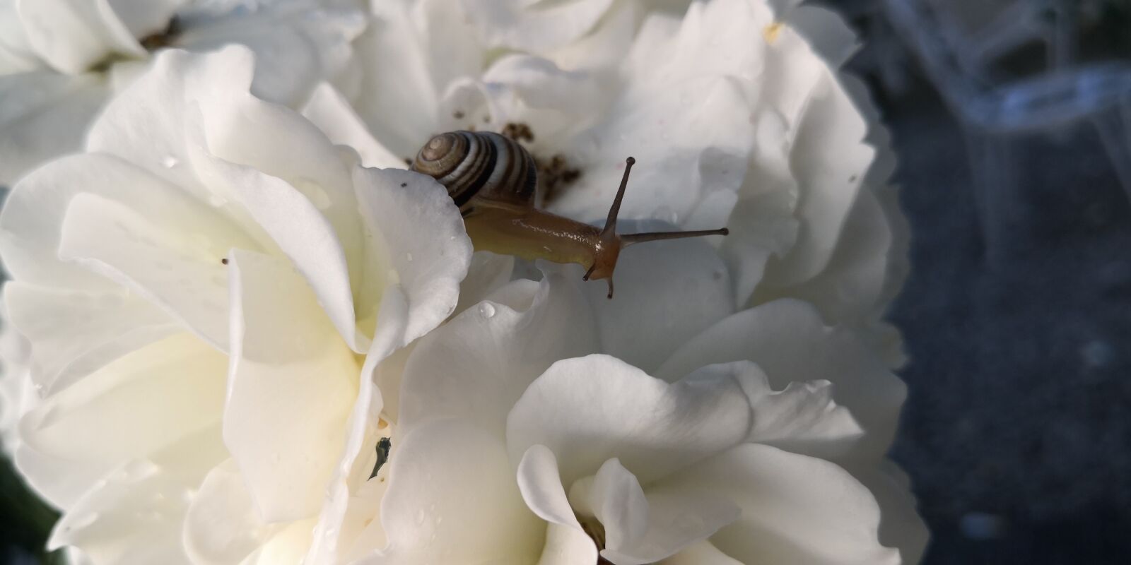 HUAWEI Mate 10 Pro sample photo. Rose, snail, nature photography