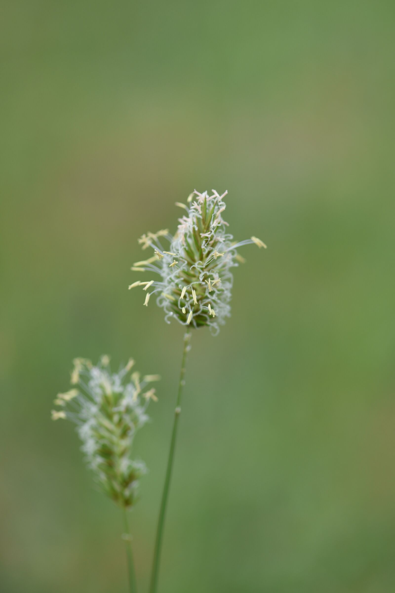 Nikon D750 sample photo. Flower, bloom, petals photography