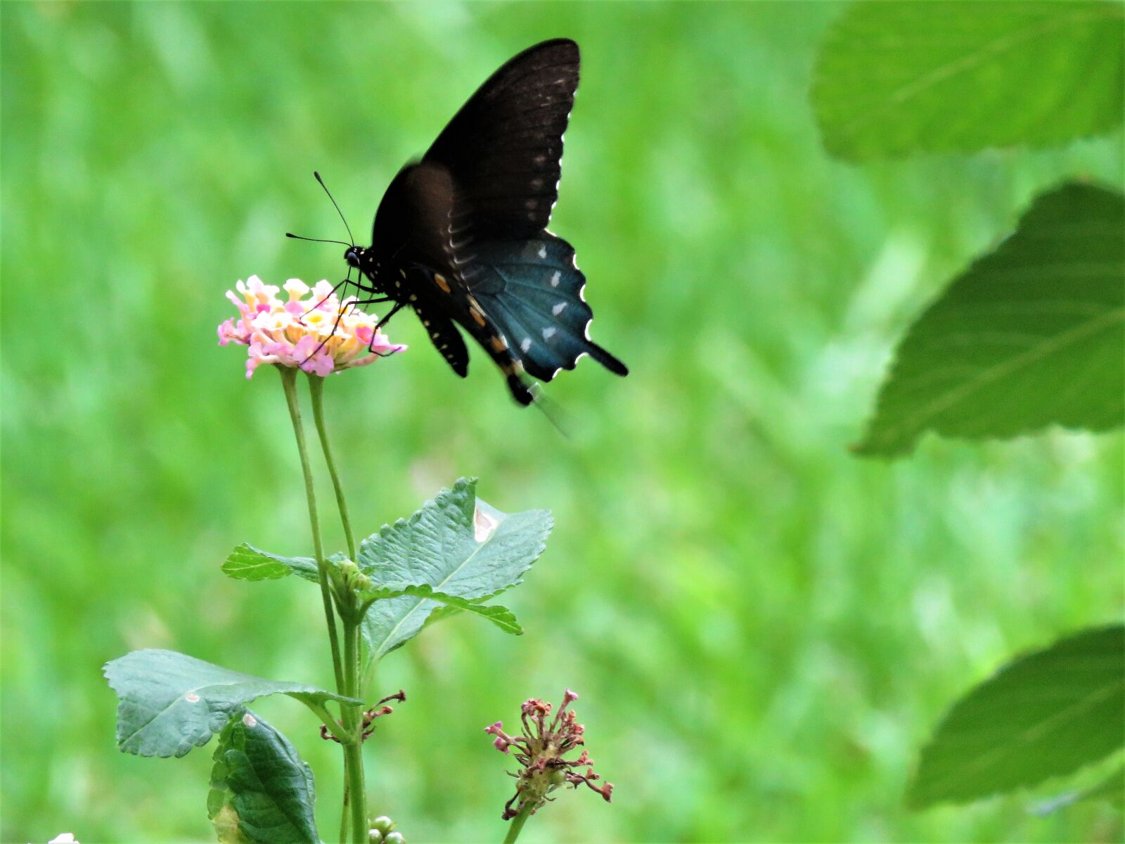 Canon PowerShot SX60 HS sample photo. Butterfly, black, flower photography