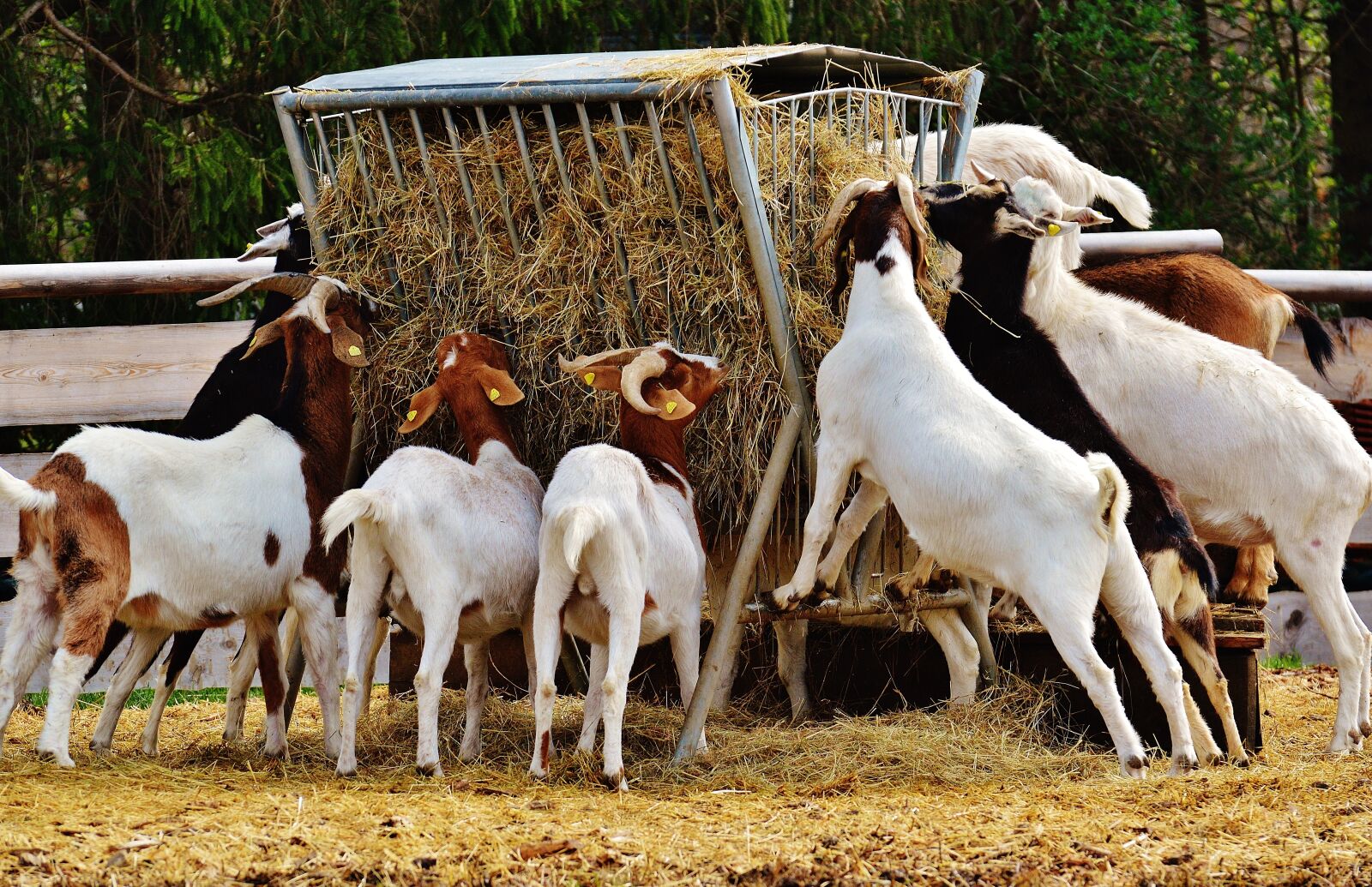 Nikon D3200 sample photo. Goats, animal, farm photography