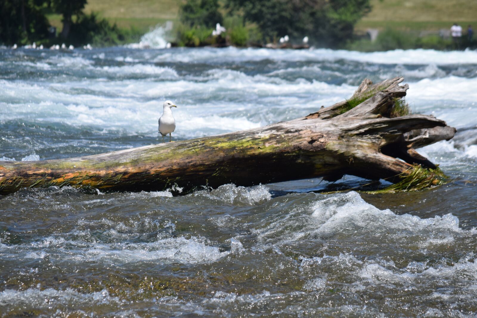 Nikon D3300 sample photo. River, bird, log photography