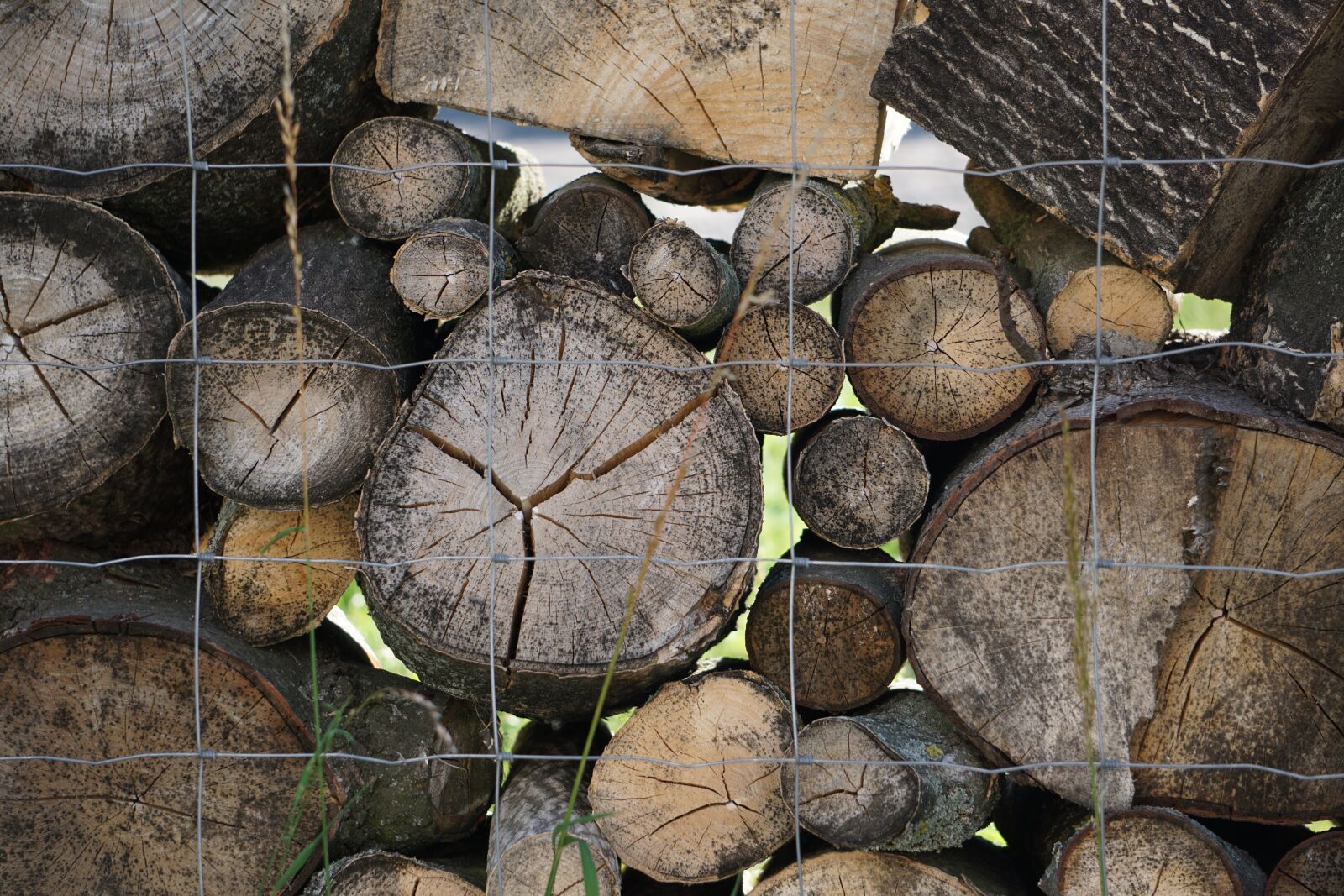 Sony E 55-210mm F4.5-6.3 OSS sample photo. Tree, wood, log photography