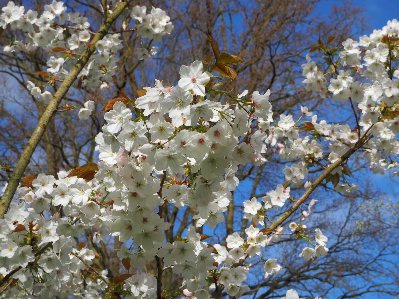 Olympus OM-D E-M10 sample photo. Flowers, tree, spring photography