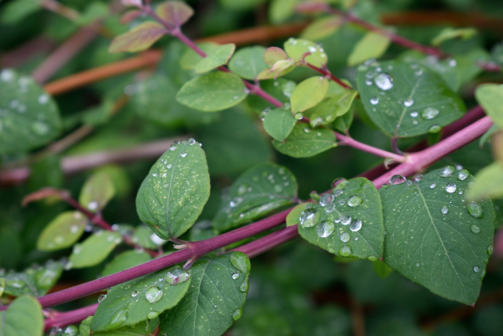 Nikon D3300 sample photo. Leaf plants, plant, nature photography