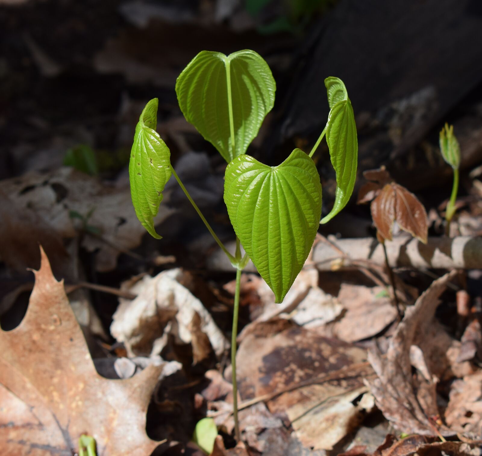 Nikon D3300 sample photo. Dioscorea quaternata, wild yam photography