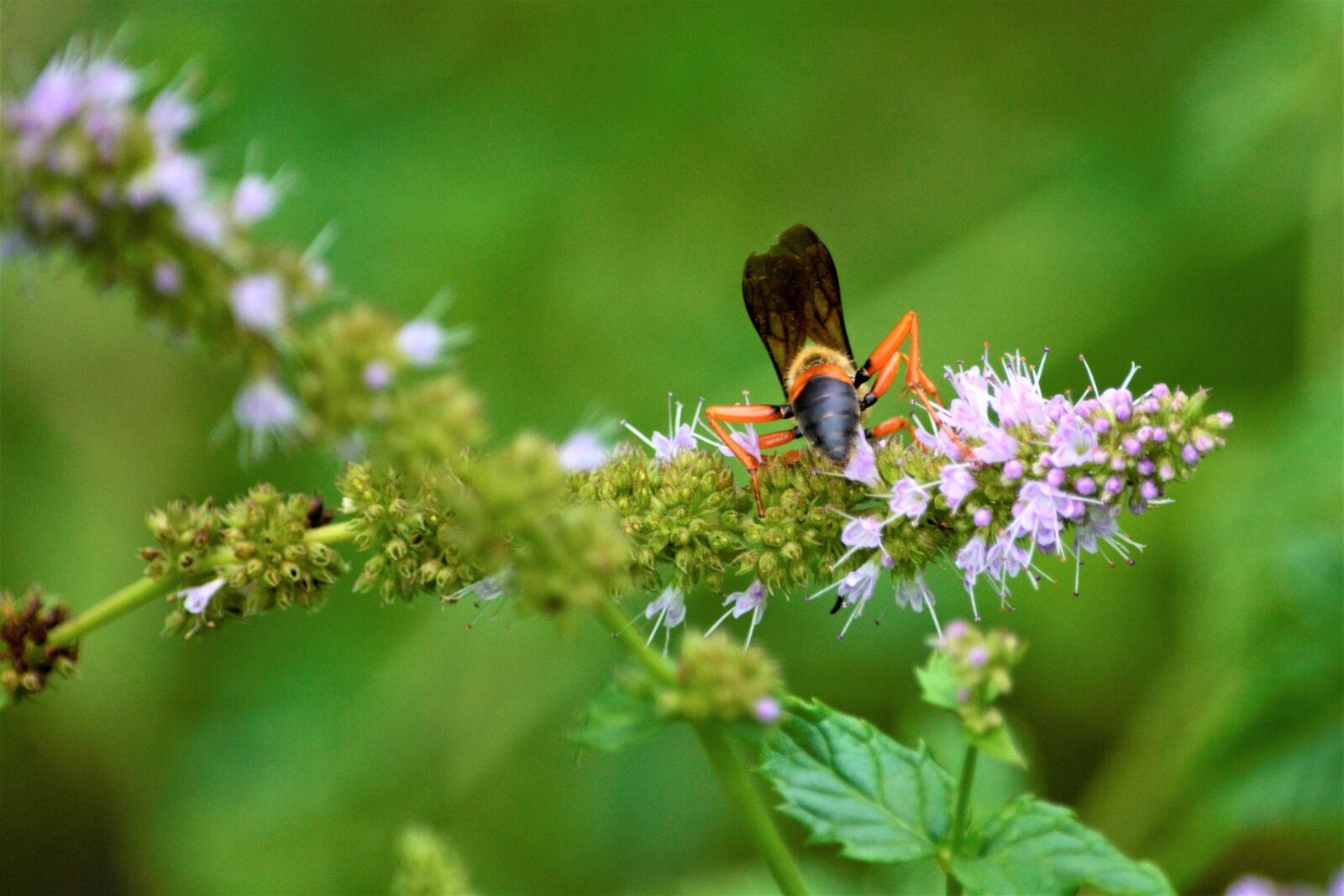 Nikon D7100 sample photo. Wasp, paper wasp, rear photography