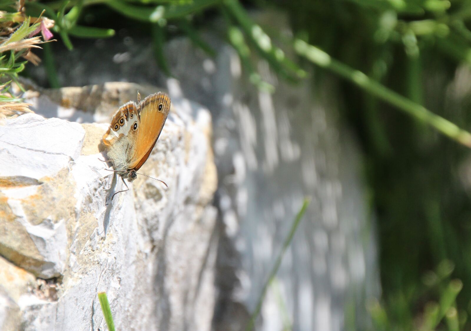 Canon EOS 1200D (EOS Rebel T5 / EOS Kiss X70 / EOS Hi) sample photo. Butterfly, public record photography