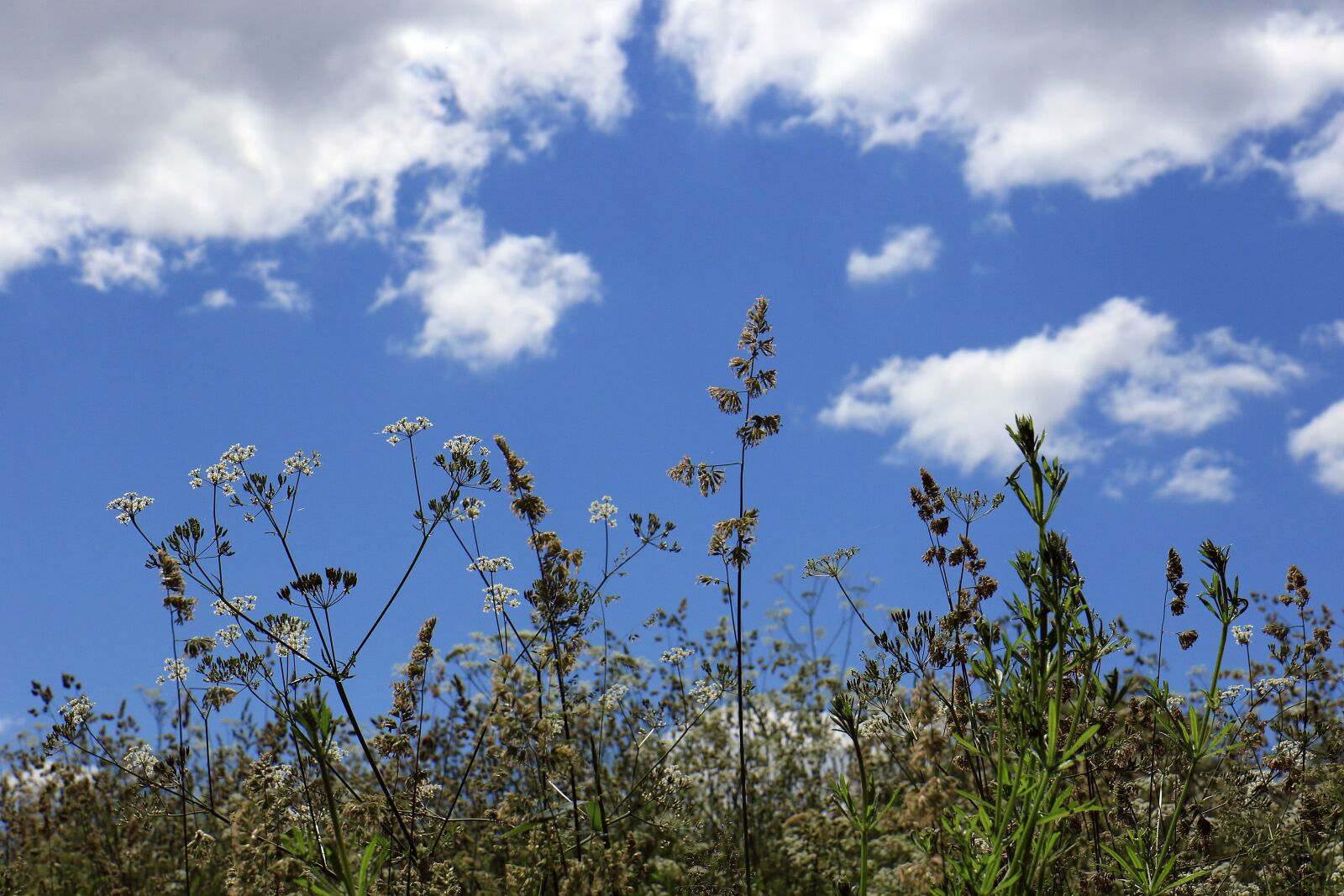 Canon EOS 7D Mark II sample photo. Meadow, grass, sky photography