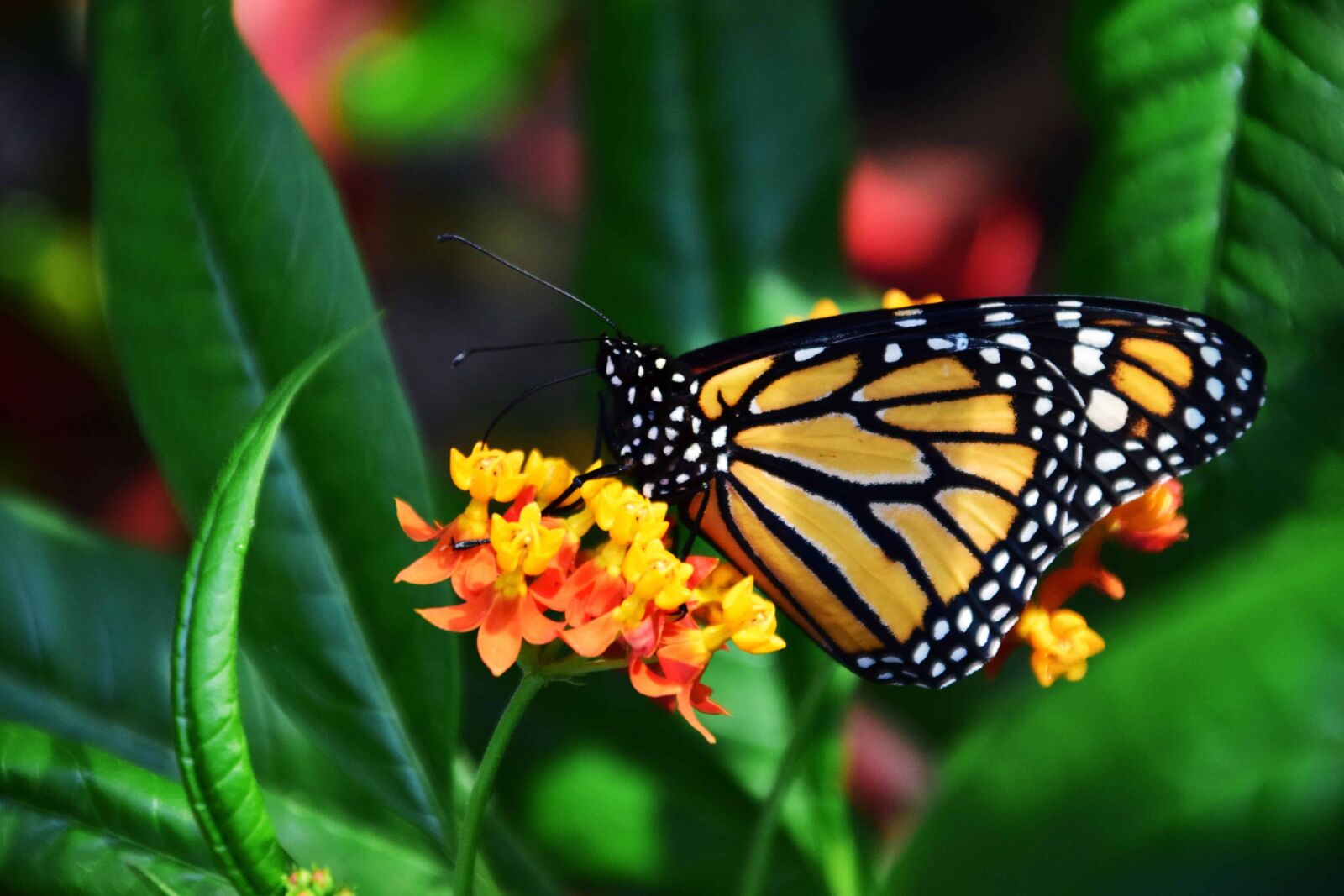 Nikon D3300 sample photo. Garden, insect, flora, nature photography