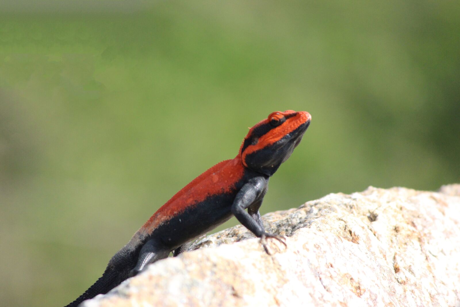 Canon EOS 600D (Rebel EOS T3i / EOS Kiss X5) sample photo. Chameleon, mountain, closeup photography