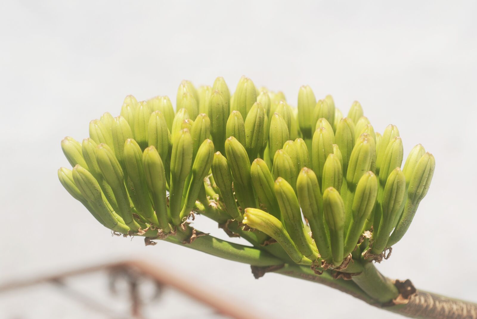 Nikon D80 sample photo. Flora, plant, the iron photography