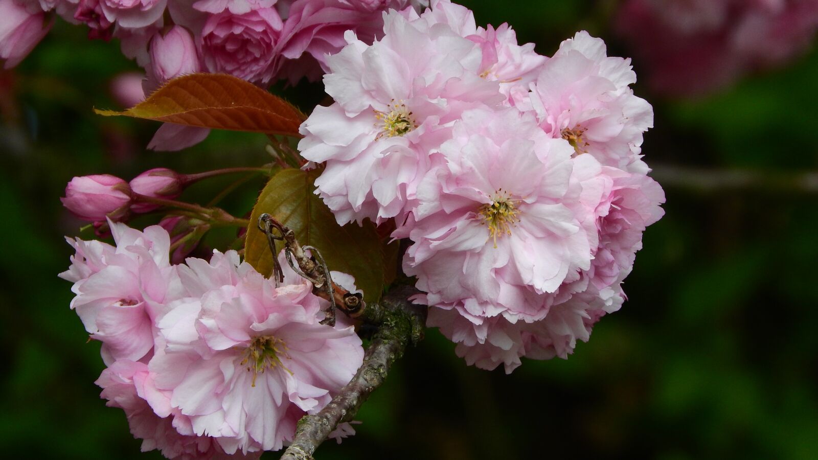 Nikon Coolpix P610 sample photo. Sakura, flower sakura, pink photography