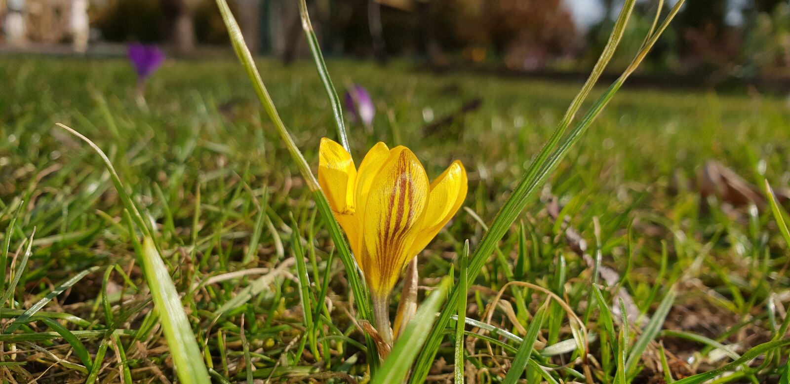 Samsung Galaxy S9+ sample photo. Nature, plant, grass photography