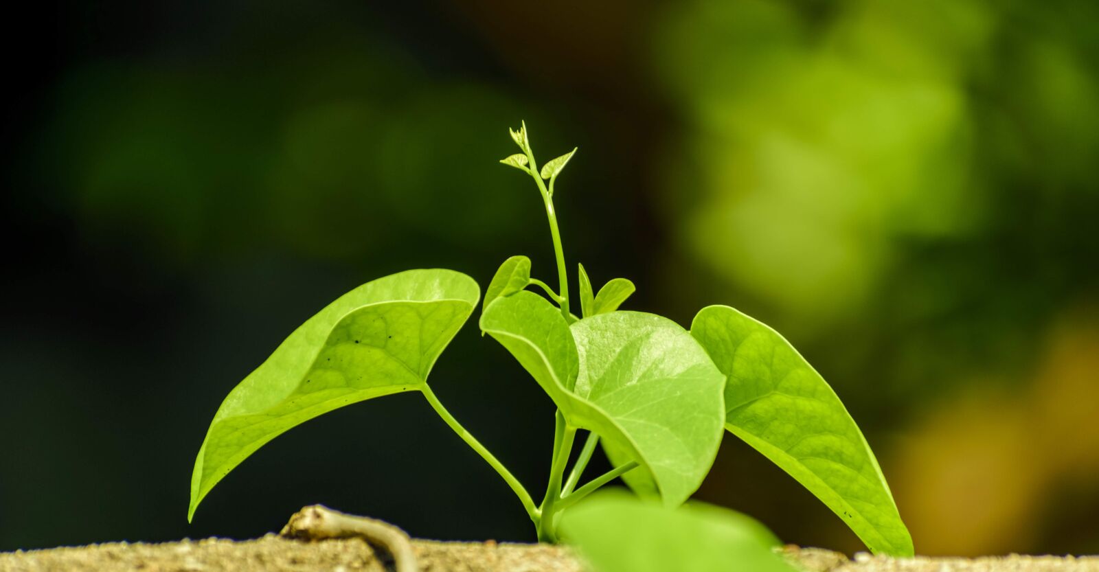 Nikon D3400 sample photo. Leaves, plant, branches photography