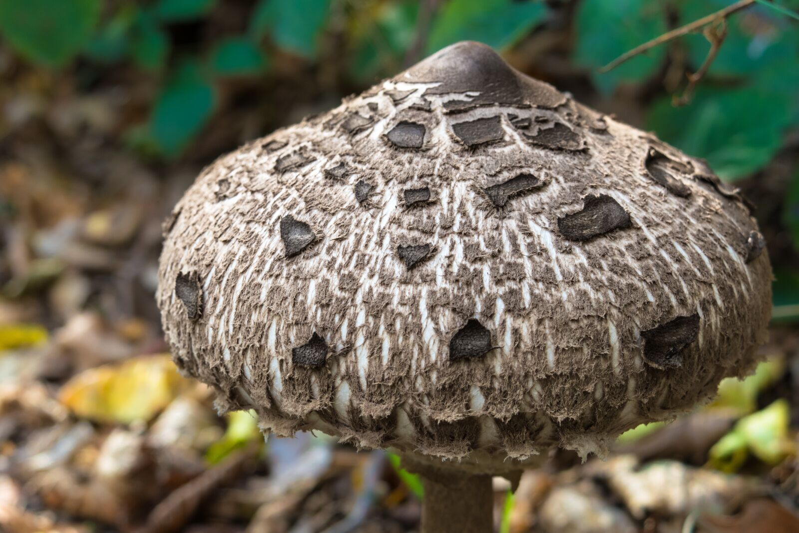 Canon PowerShot G3 X sample photo. Parasol, schirmling, mushroom photography