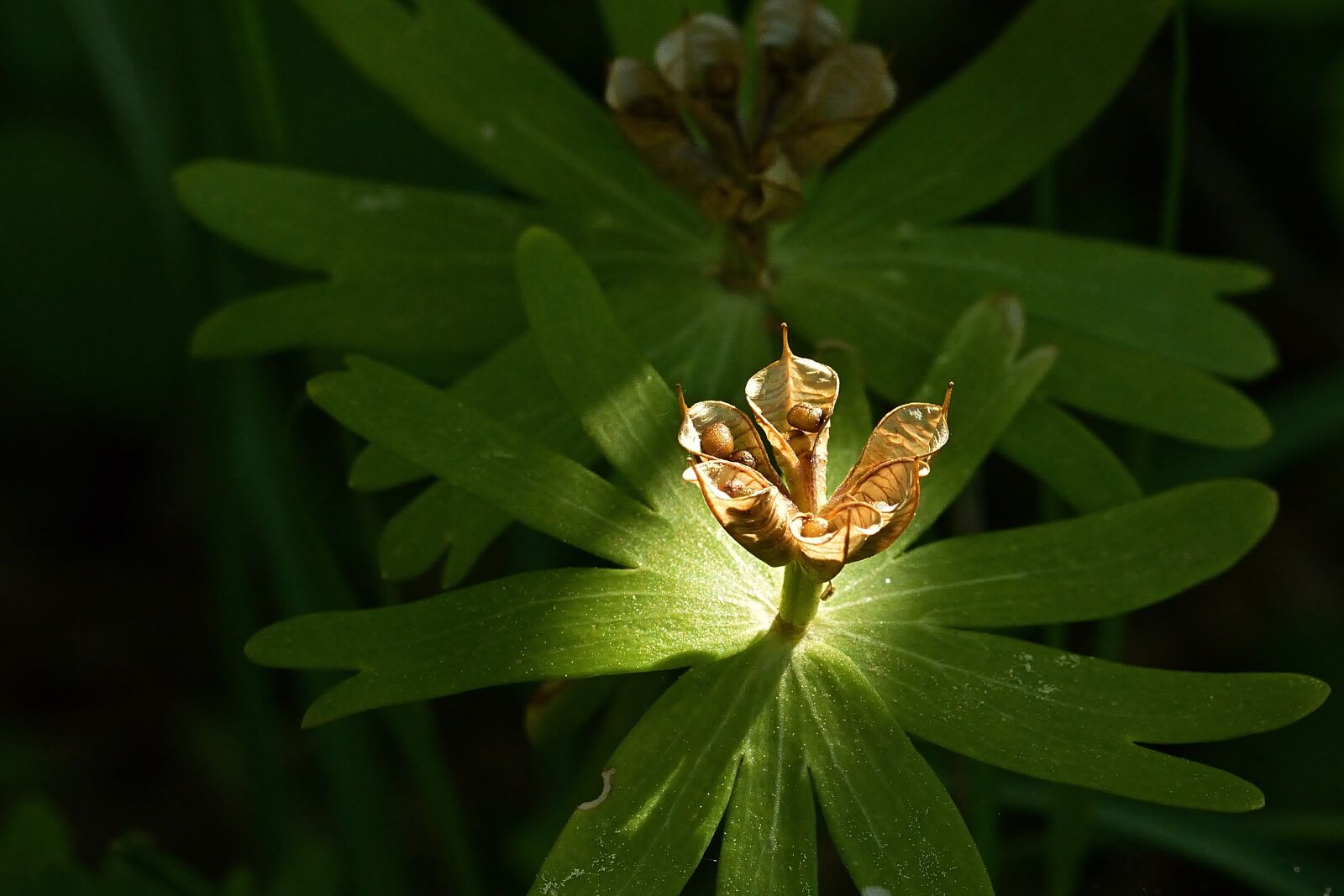 Nikon D5200 sample photo. Nature, winterling, fruiting bodies photography