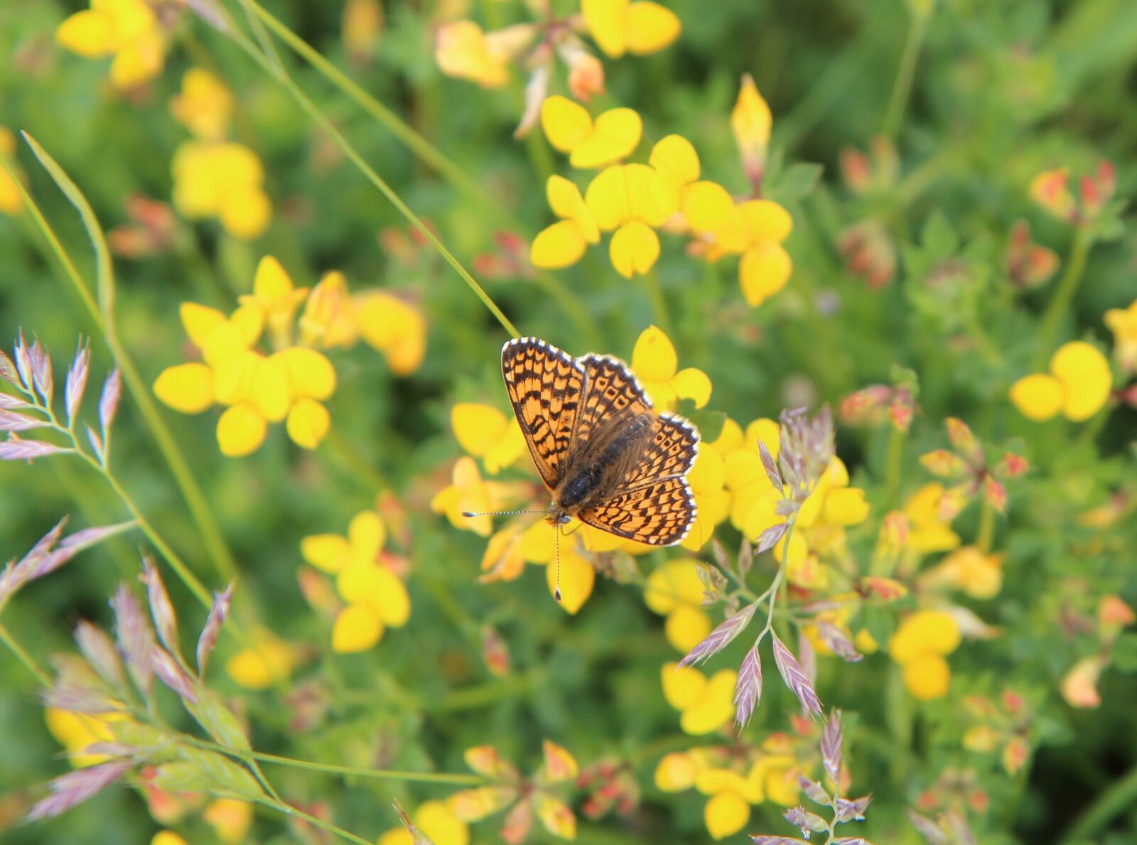 Canon EOS 600D (Rebel EOS T3i / EOS Kiss X5) sample photo. Butterfly, orange butterfly, butterfly photography