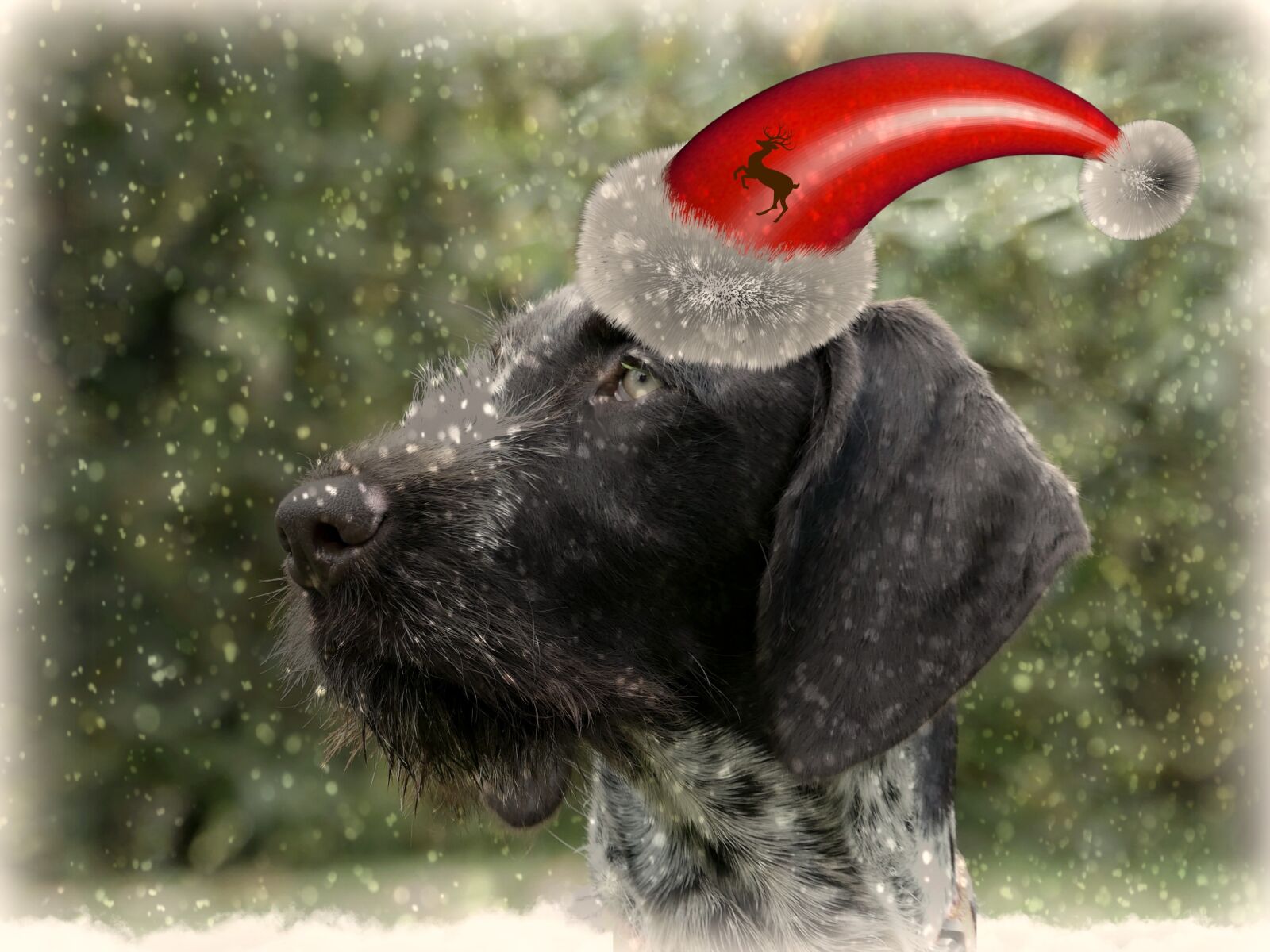 Panasonic Lumix DMC-FZ300 sample photo. Dog, christmas, christmas dog photography